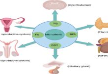 The Impact of Endocrine Disruptors on Metabolism